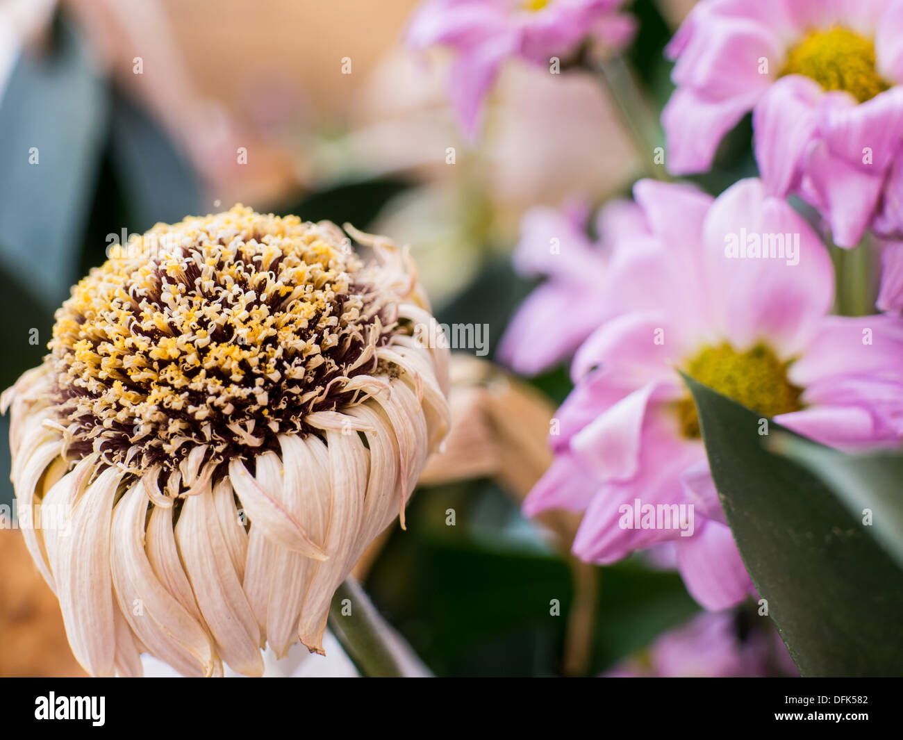 Close up macro photos of decaying flowers. Stock Photo