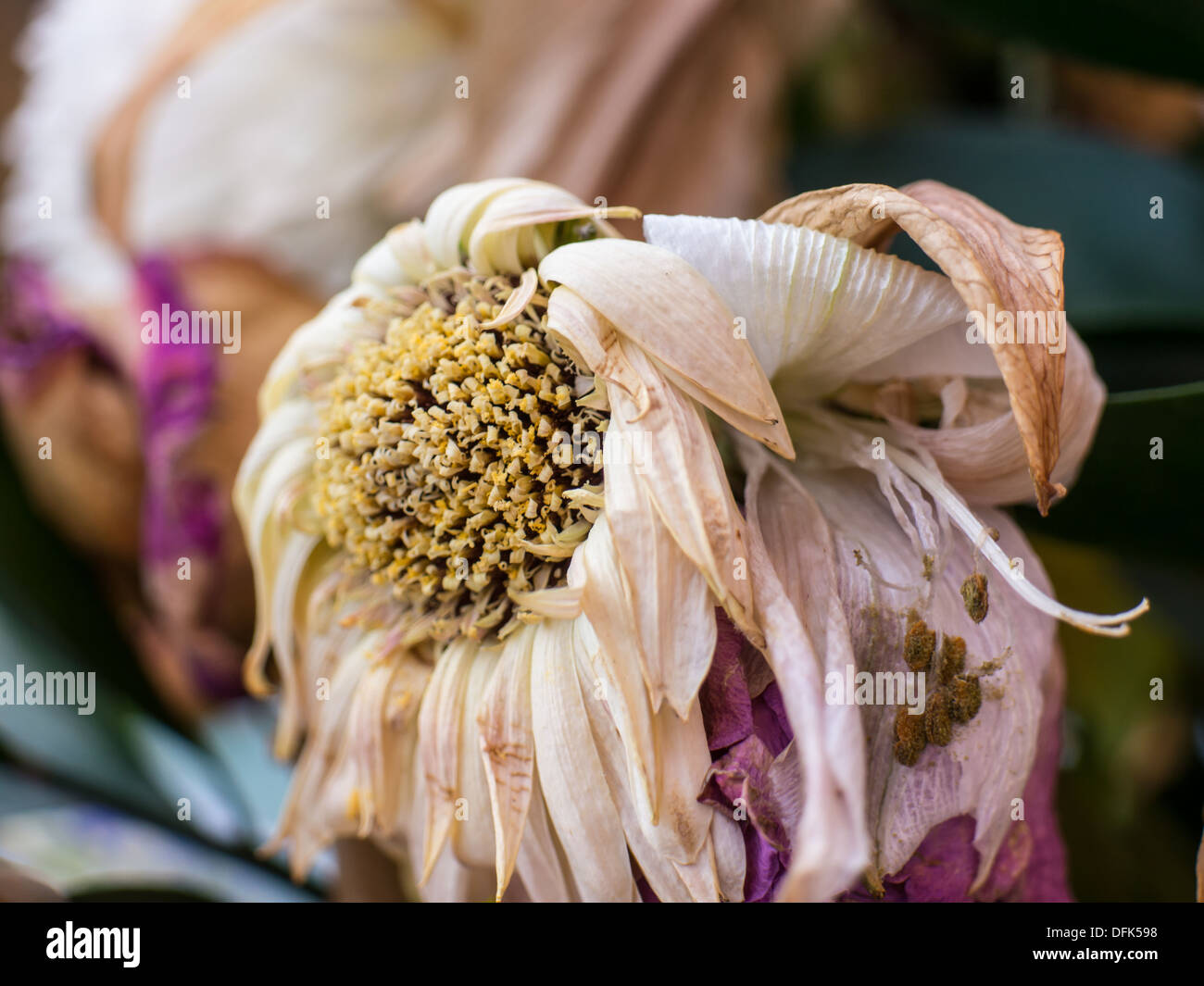 Close up macro photos of decaying flowers Stock Photo - Alamy