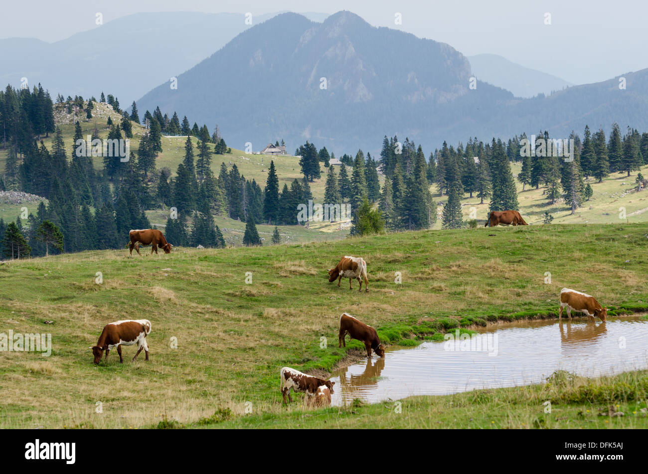 Velika Planina, Slovenia Stock Photo