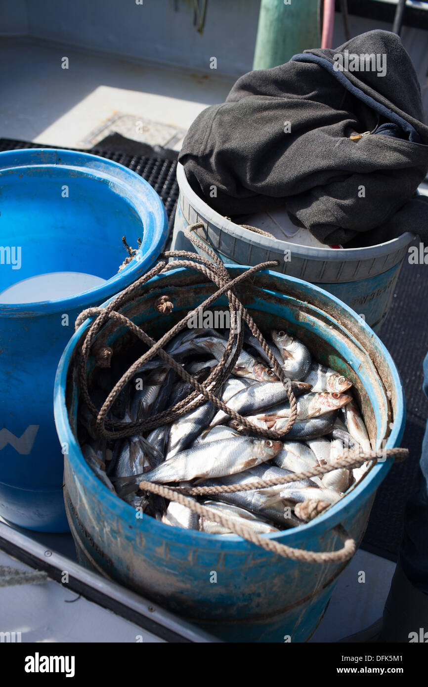 Bait fish for lobster traps on lobster boat. Stock Photo