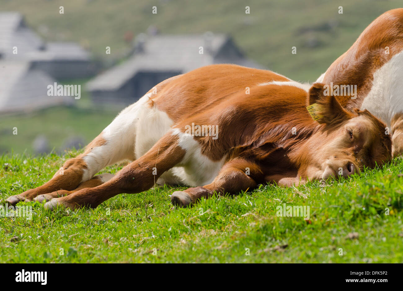 Sleeping cow hires stock photography and images Alamy