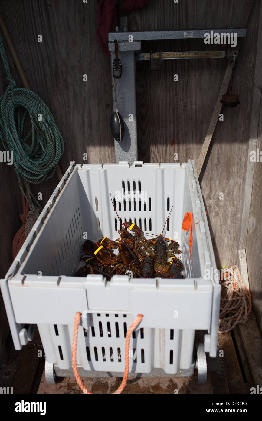 Lobsters being weighed getting ready to be bought by the commercial restaurant trade. Stock Photo