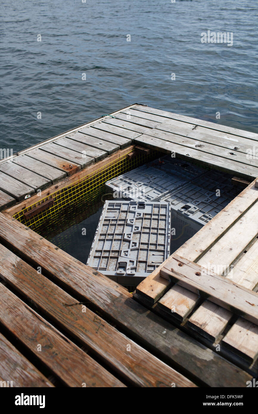 Lobster traps waiting in storage on lobster dock to be weighed and sold. Stock Photo