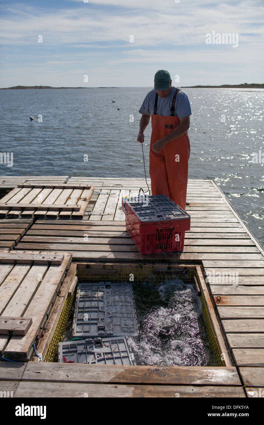 Lobsterman Eric Emmons on lobster dock in Maine getting ready to buy and sell fresh caught