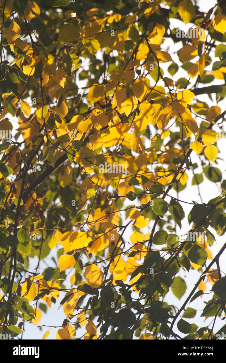 silver birch leaves autumn Stock Photo