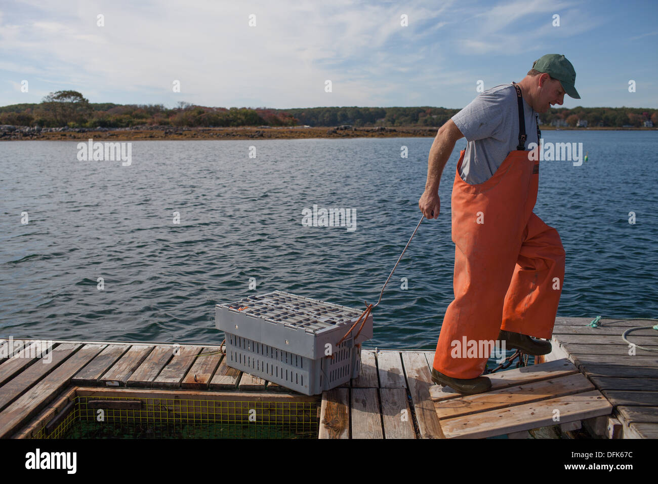 Lobsterman Eric Emmons on lobster dock in Maine getting ready to buy and sell fresh caught lobsters for trade. Stock Photo