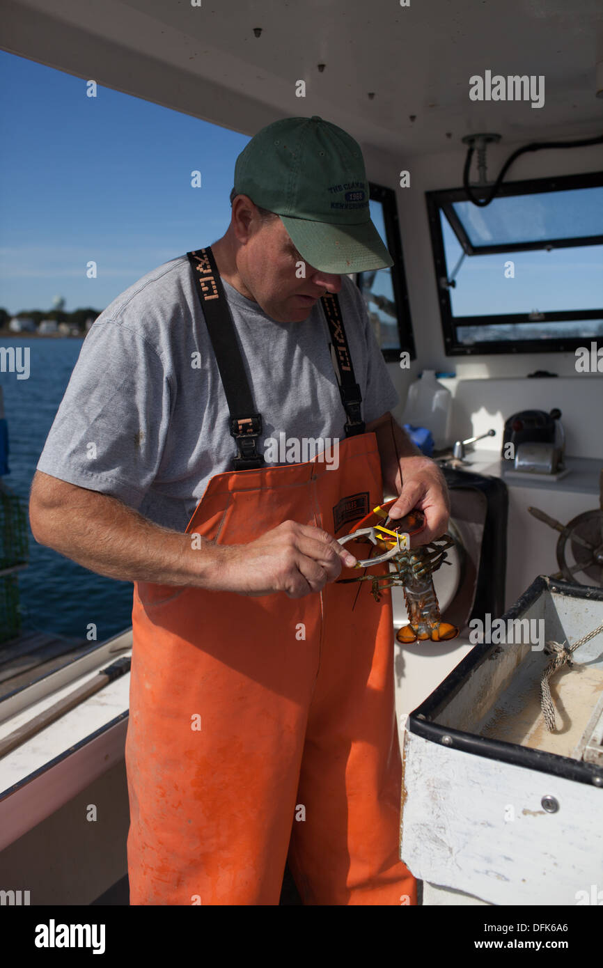Lobsterman Eric Emmons puts rubber bands on lobster claws on lobster boat in Maine. Stock Photo