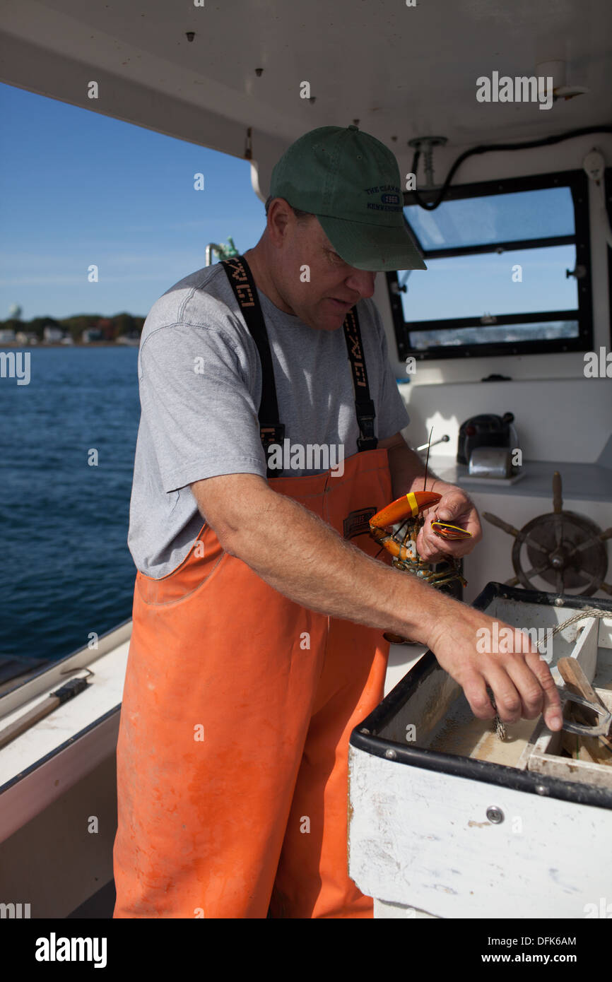 Lobsterman Eric Emmons puts rubber bands on lobster claws. Stock Photo