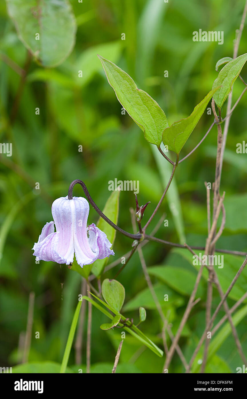 Swamp Leather Flower, Curly Clematis, Blue Jasmine, Curlflower Clematis crispa, flowering plant, north american flower Stock Photo