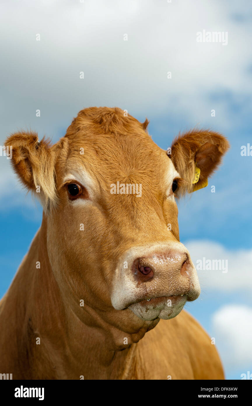 Limousin Beef Cows Head High Resolution Stock Photography and Images ...