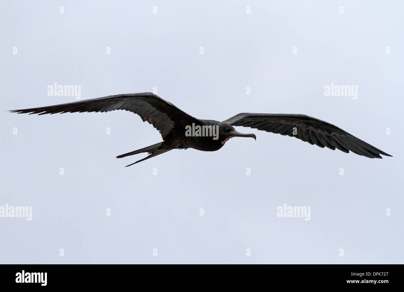 Great frigate bird in flight Stock Photo