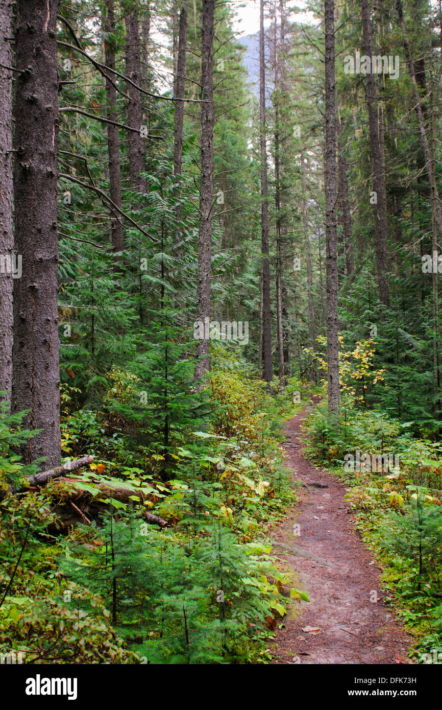 Forest Hiking trails Stock Photo
