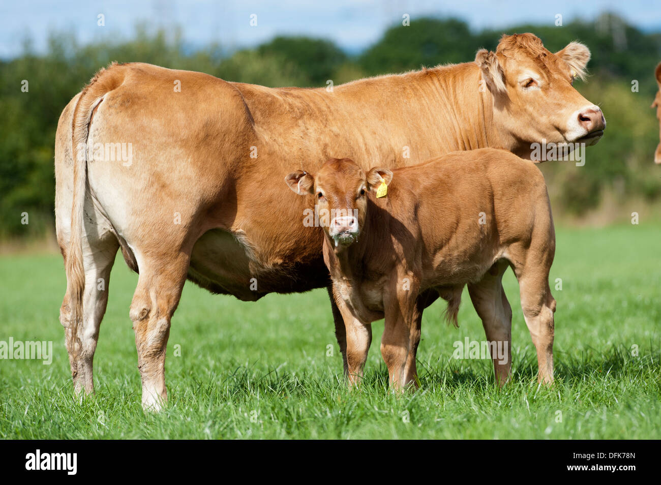 Limousin beef cow with calf, in pasture, Cumbria, UK Stock Photo