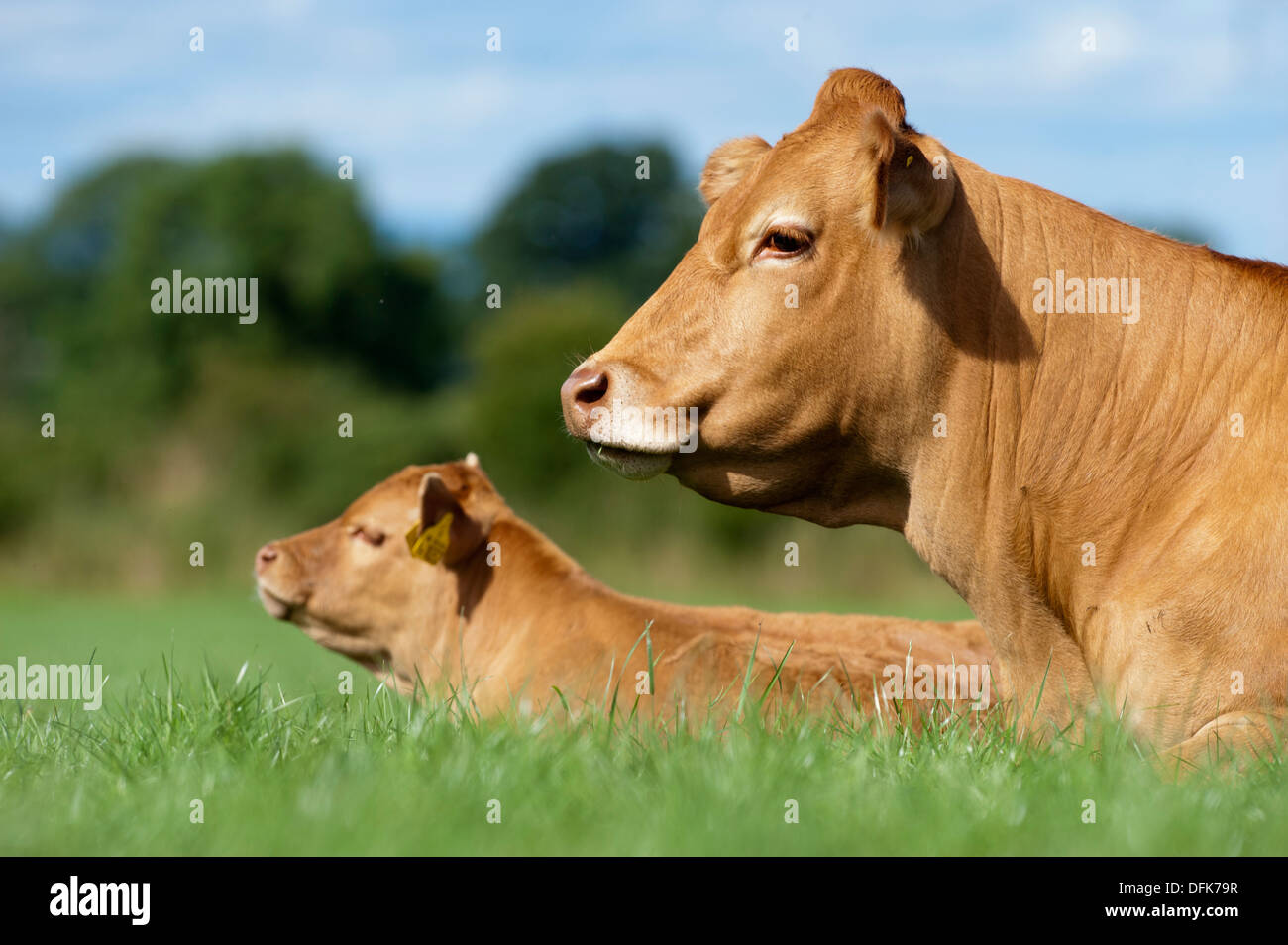 Limousin cow calf on grass hi-res stock photography and images - Alamy