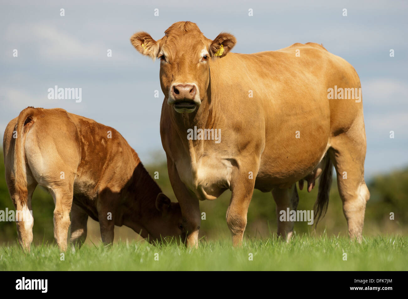 Limousin beef cow with calf, in pasture, Cumbria, UK Stock Photo