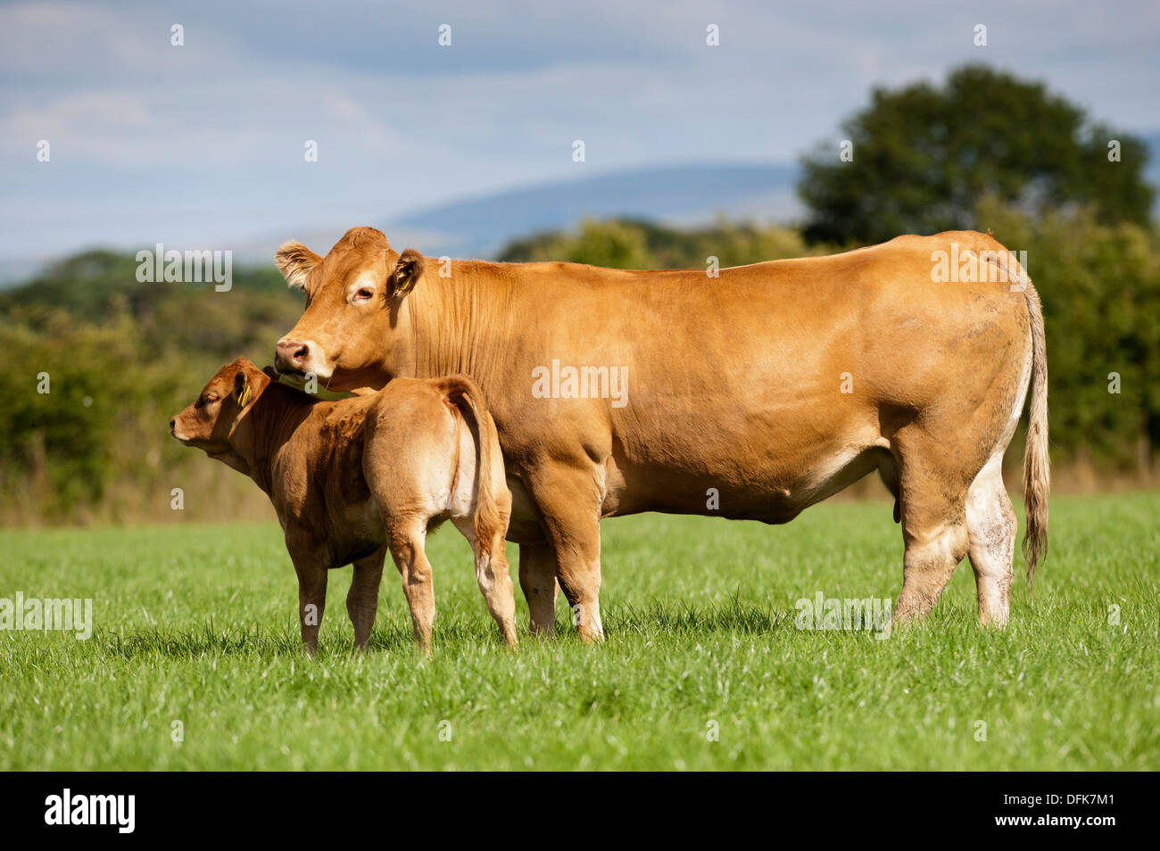 Limousin beef cow with calf, in pasture, Cumbria, UK Stock Photo
