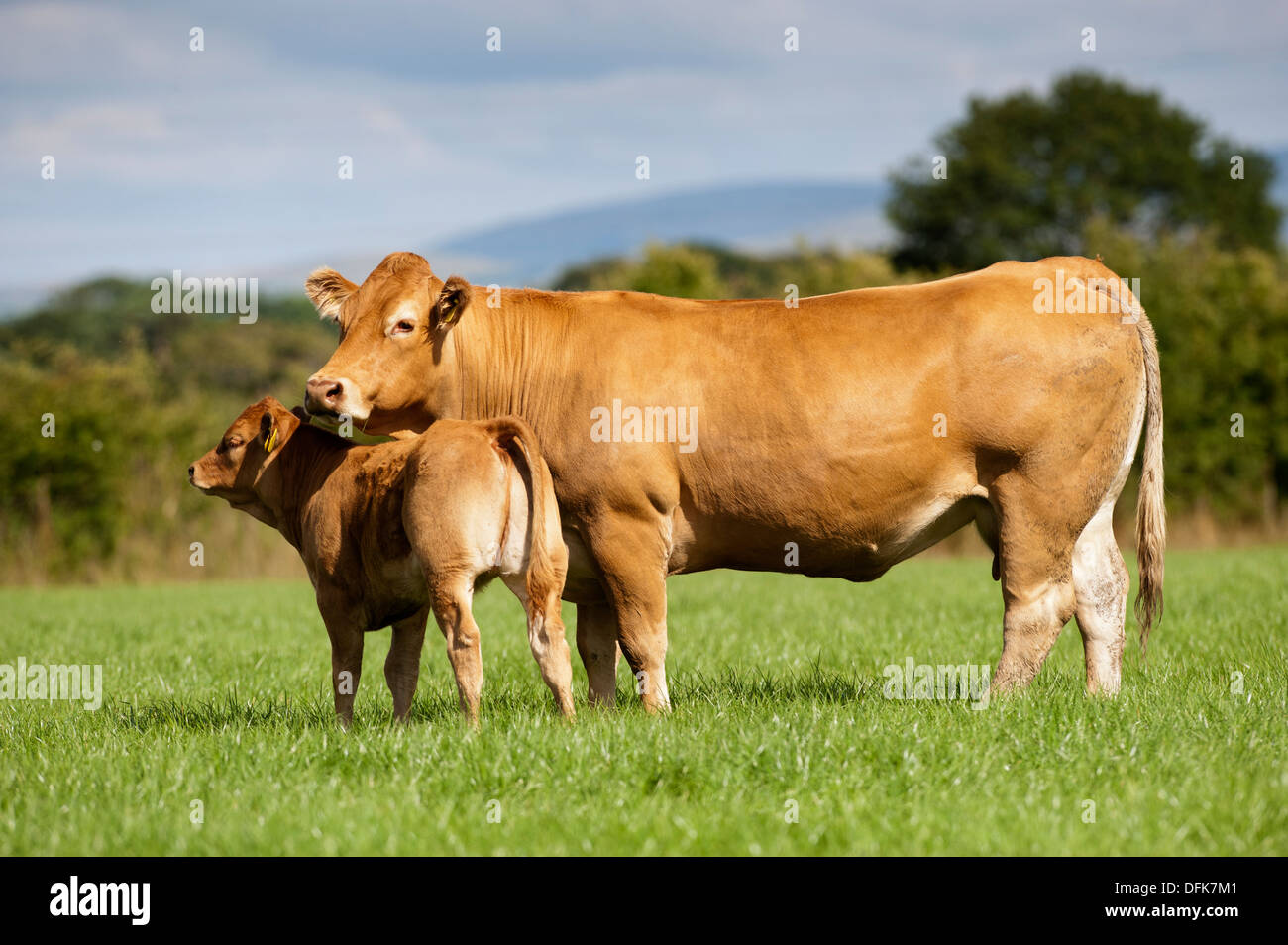 Limousin Beef Cow With Calf In Pasture Cumbria UK Stock Photo Alamy limousin-beef-cow-with-calf-in-pasture-cumbria-uk-stock-photo-alamy