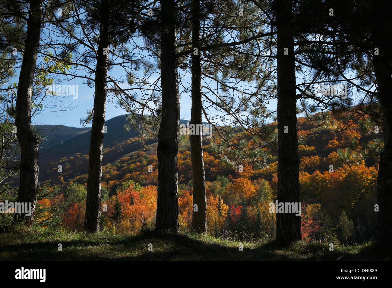 Fall foliage seen behind a line of pine trees, Franconia Notch, New Hampshire, USA Stock Photo