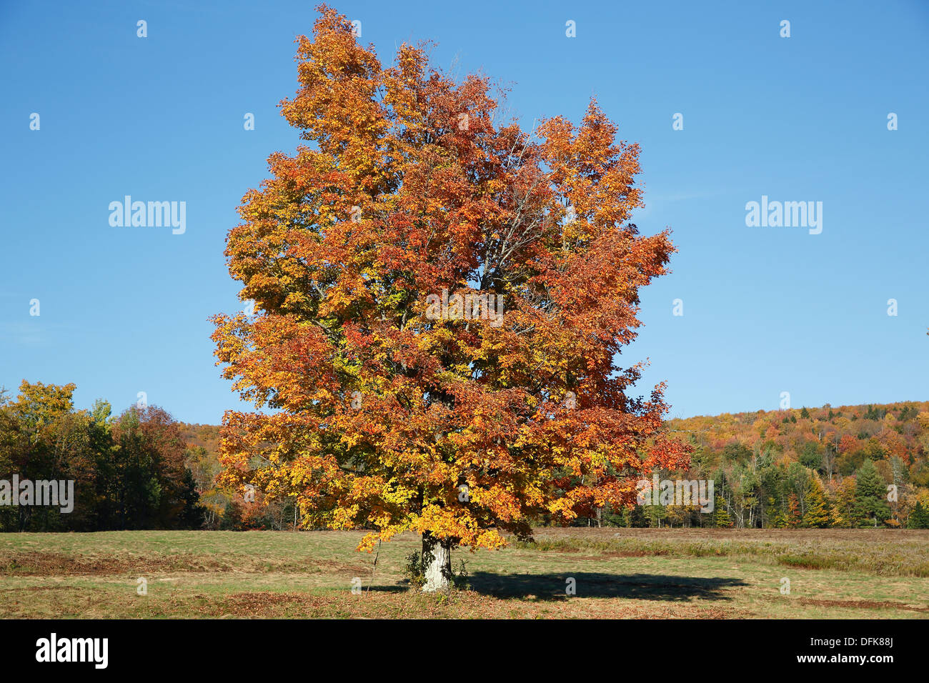 Maple tree field, New Hampshire, USA Stock Photo Alamy