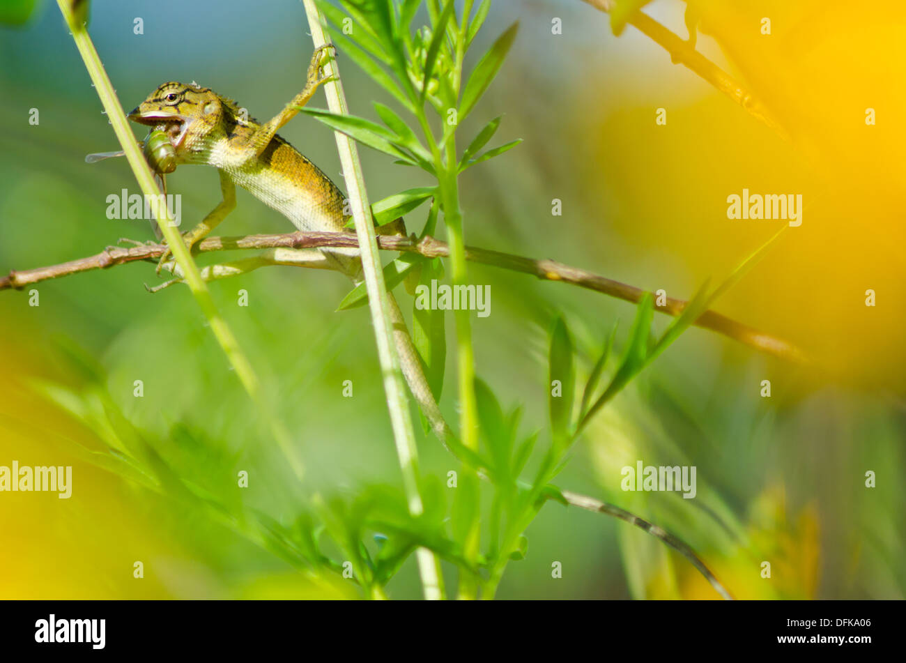 lizard eating insect