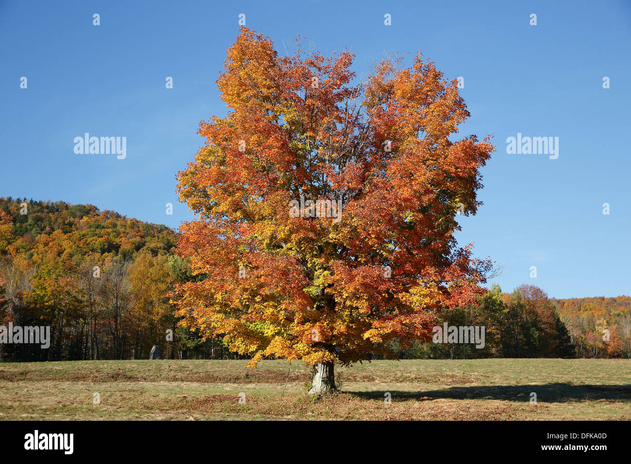 Maple tree field, New Hampshire, USA Stock Photo