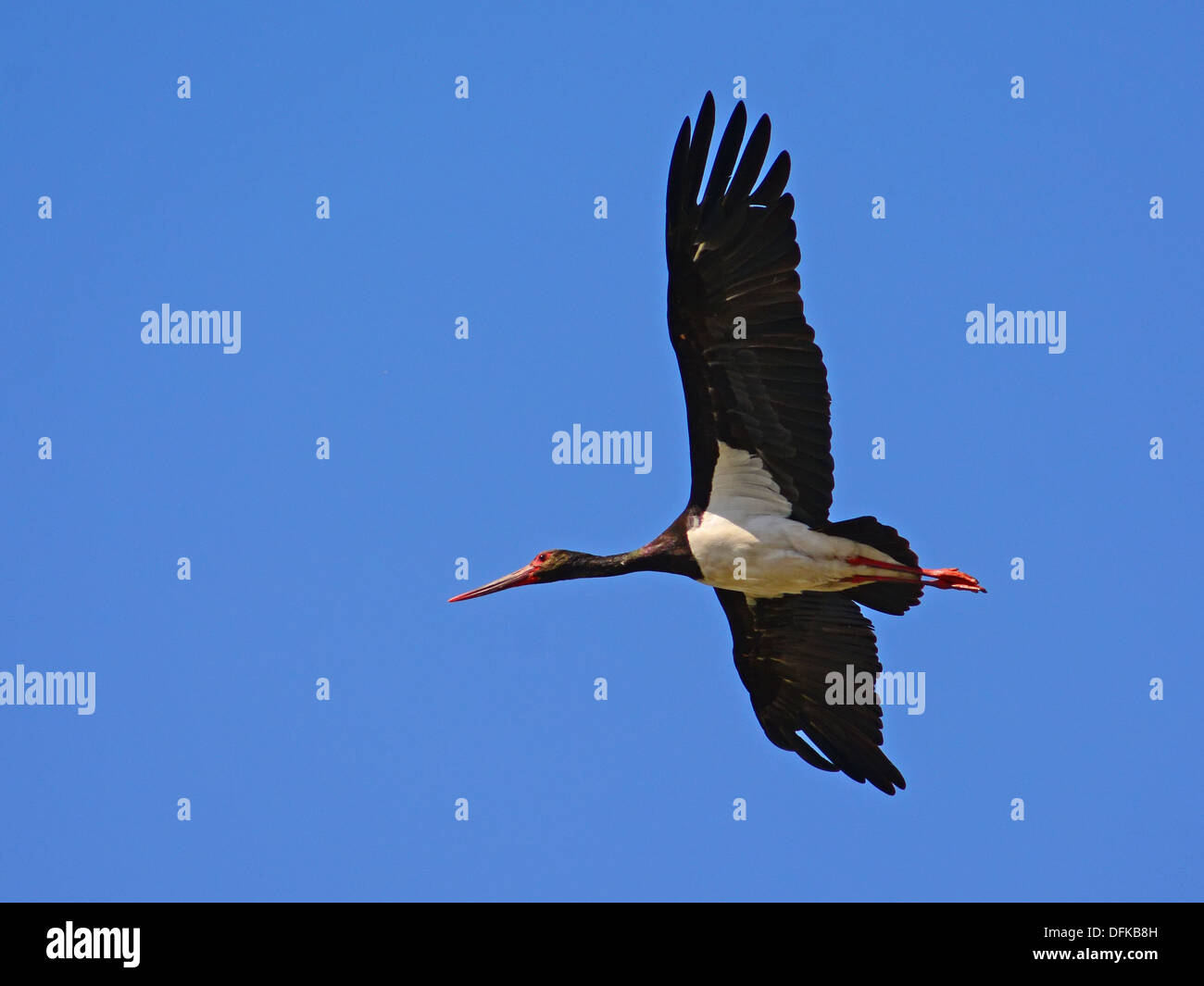 Black stork, Ciconia nigra flying Stock Photo