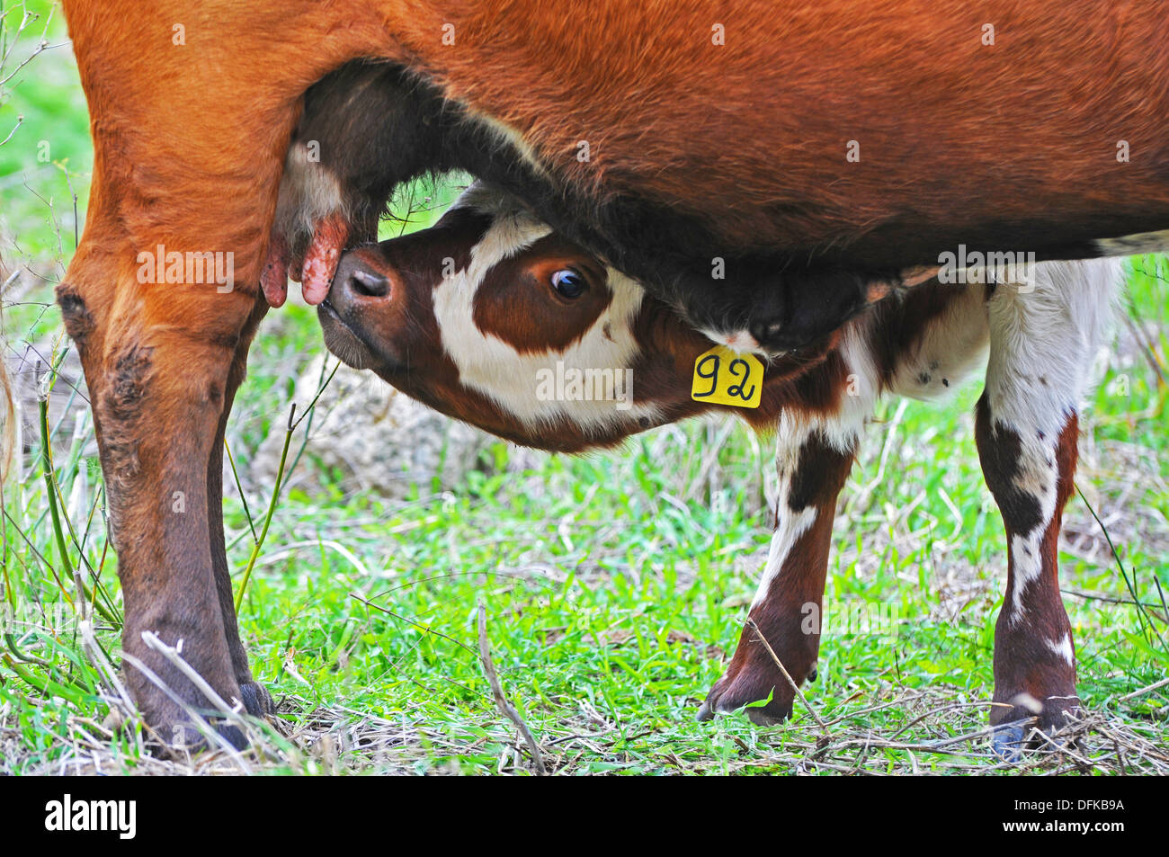 Calf  suckle from his cow mother Stock Photo