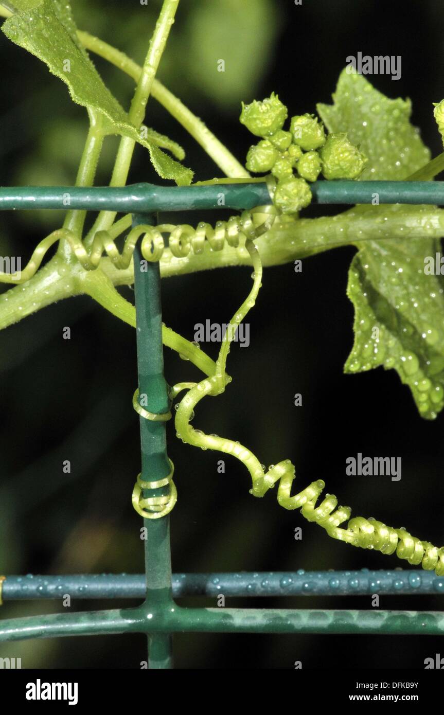 Plant climbing stem bryonia dioica hires stock photography and images