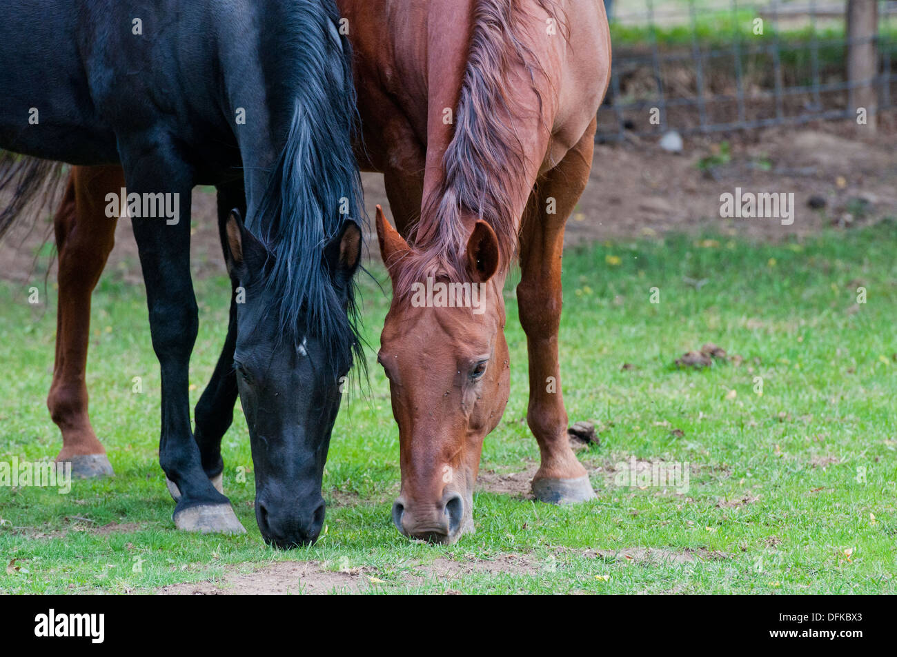 Arabian horse (black) and quarter horse (red) Stock Photo