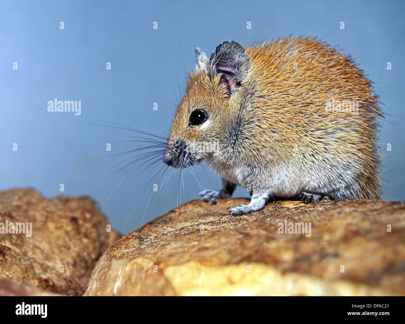 Golden spiny mouse, Acomys russatus Stock Photo