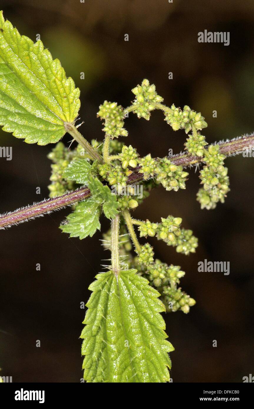 Plant stem hollow hires stock photography and images Alamy