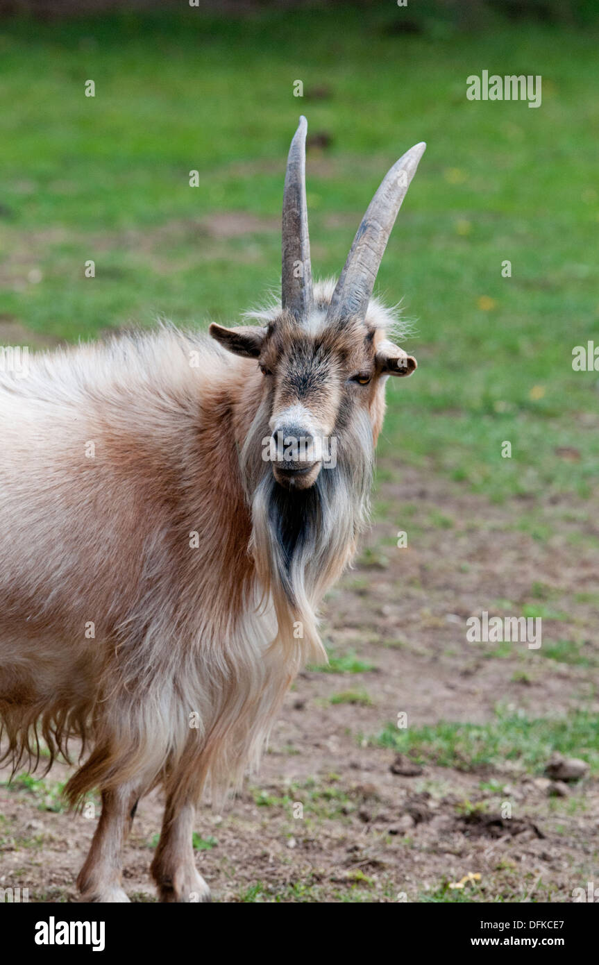 Nigerian dwarf goat Stock Photo