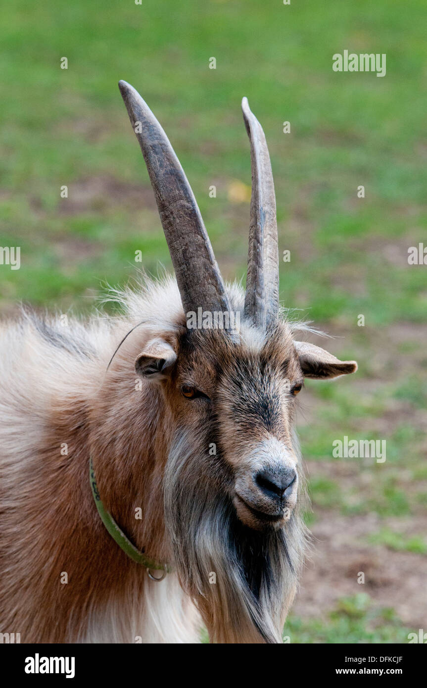 Nigerian dwarf goat, Stock Photo