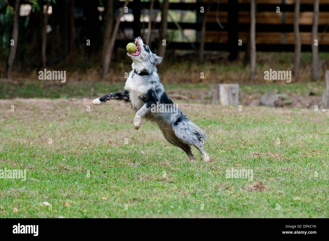 Border collie catching a tennis ball Stock Photo