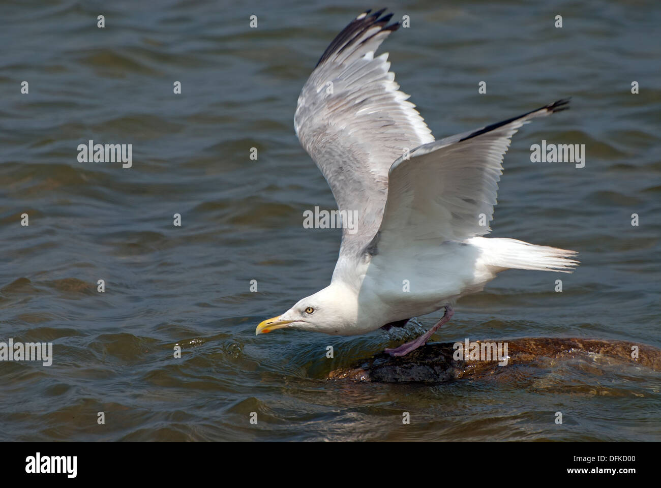 Seagull Takeoff Stock Photo