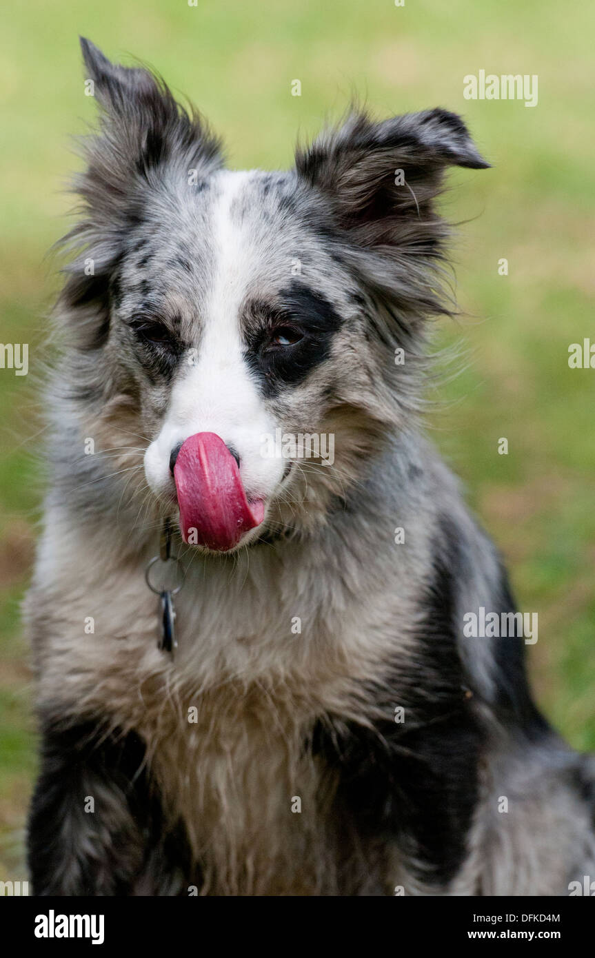 Border collie licking his tongue Stock Photo
