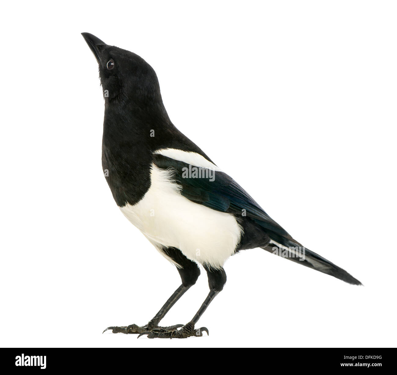 Common Magpie, Pica pica, against white background Stock Photo