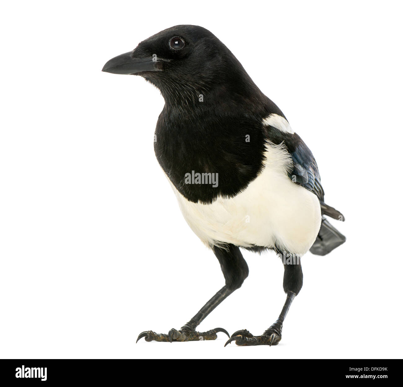 Common Magpie, Pica pica, against white background Stock Photo