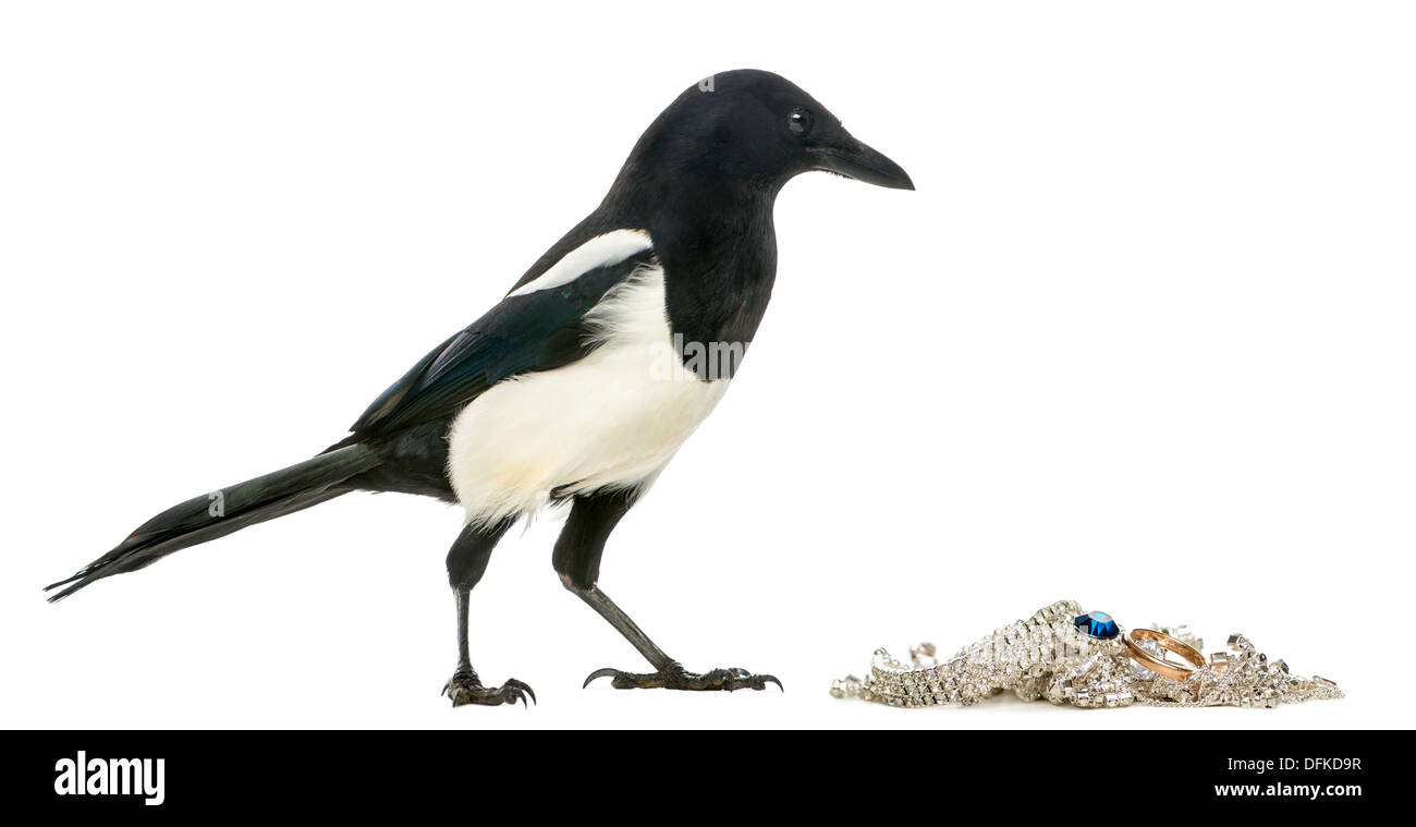 Side view of a Common Magpie with jewelery, Pica pica, against white background Stock Photo