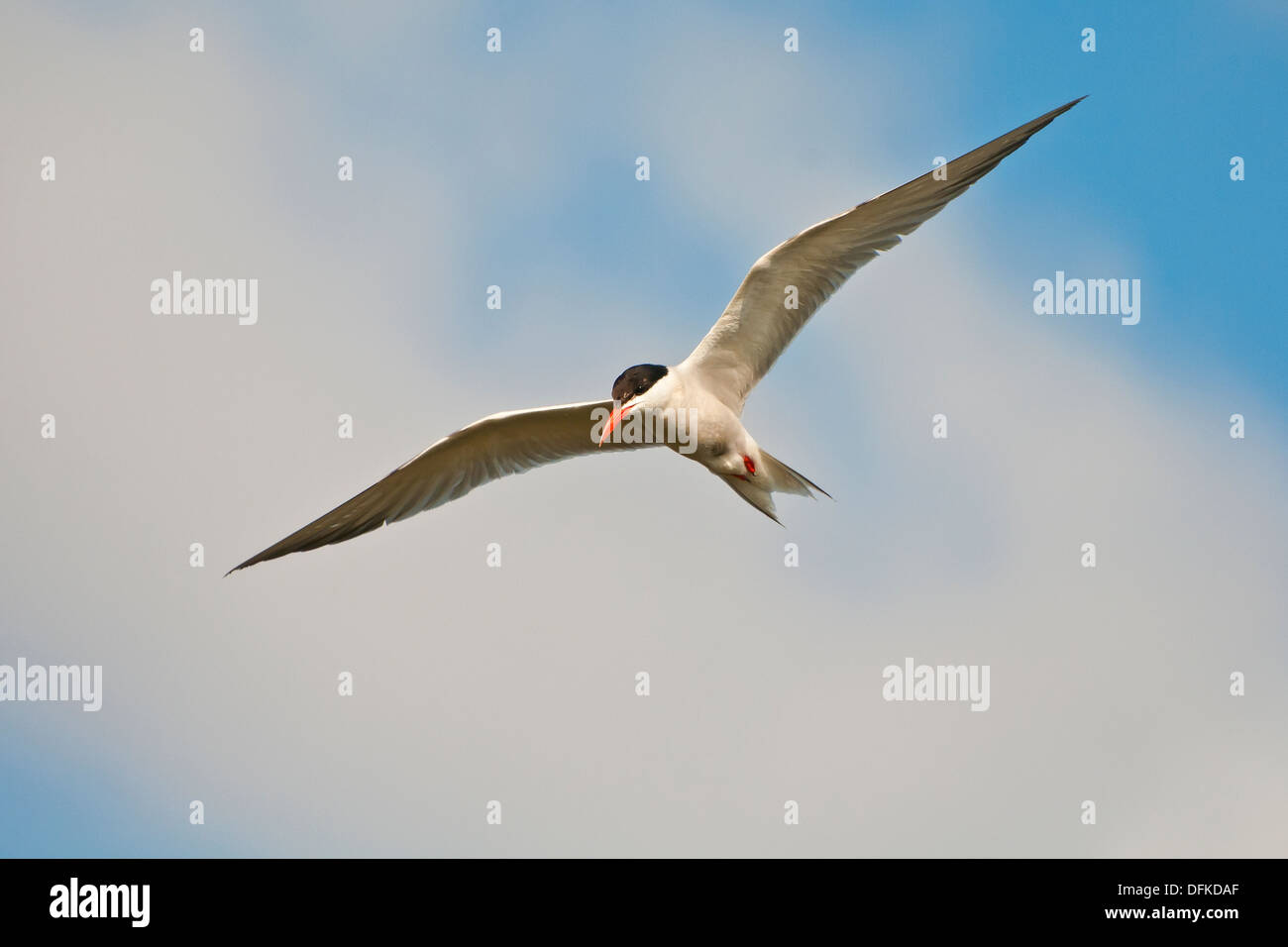 Common Tern Sterna Hirundo Stock Photo Alamy