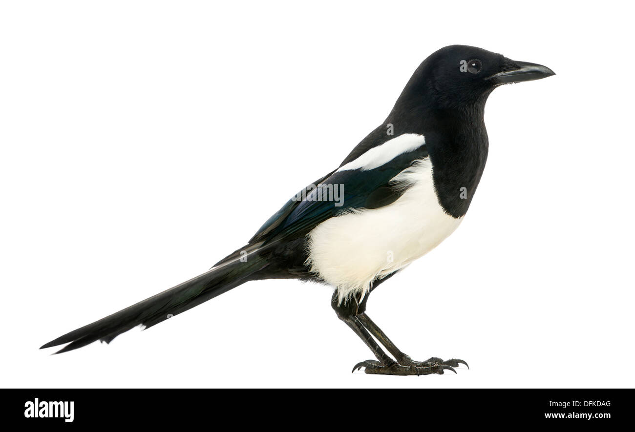 Common Magpie, Pica pica, against white background Stock Photo