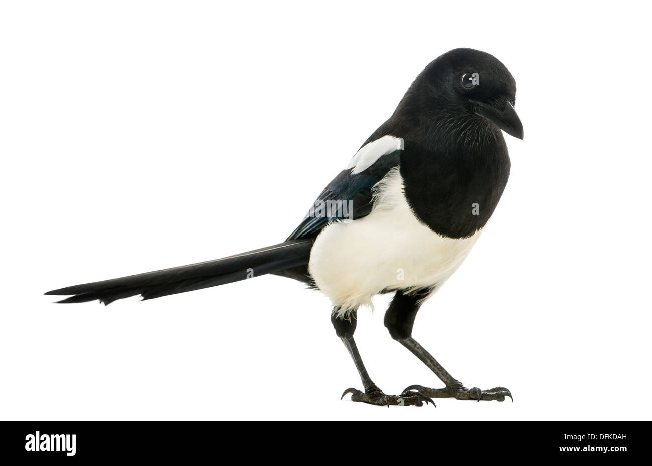 Common Magpie, Pica pica, against white background Stock Photo