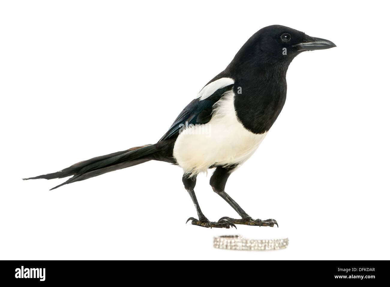 Common Magpie, Pica pica, against white background Stock Photo