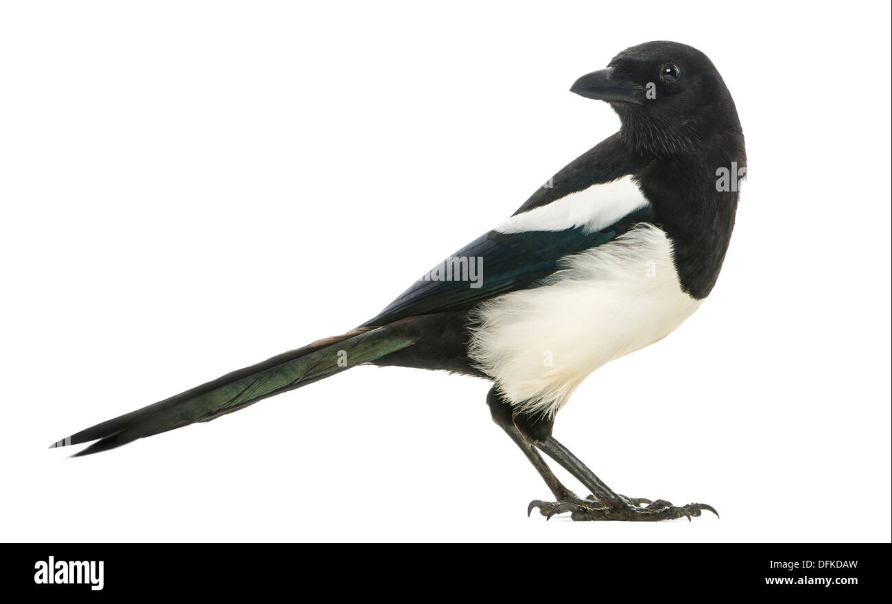 Common Magpie, Pica pica, against white background Stock Photo