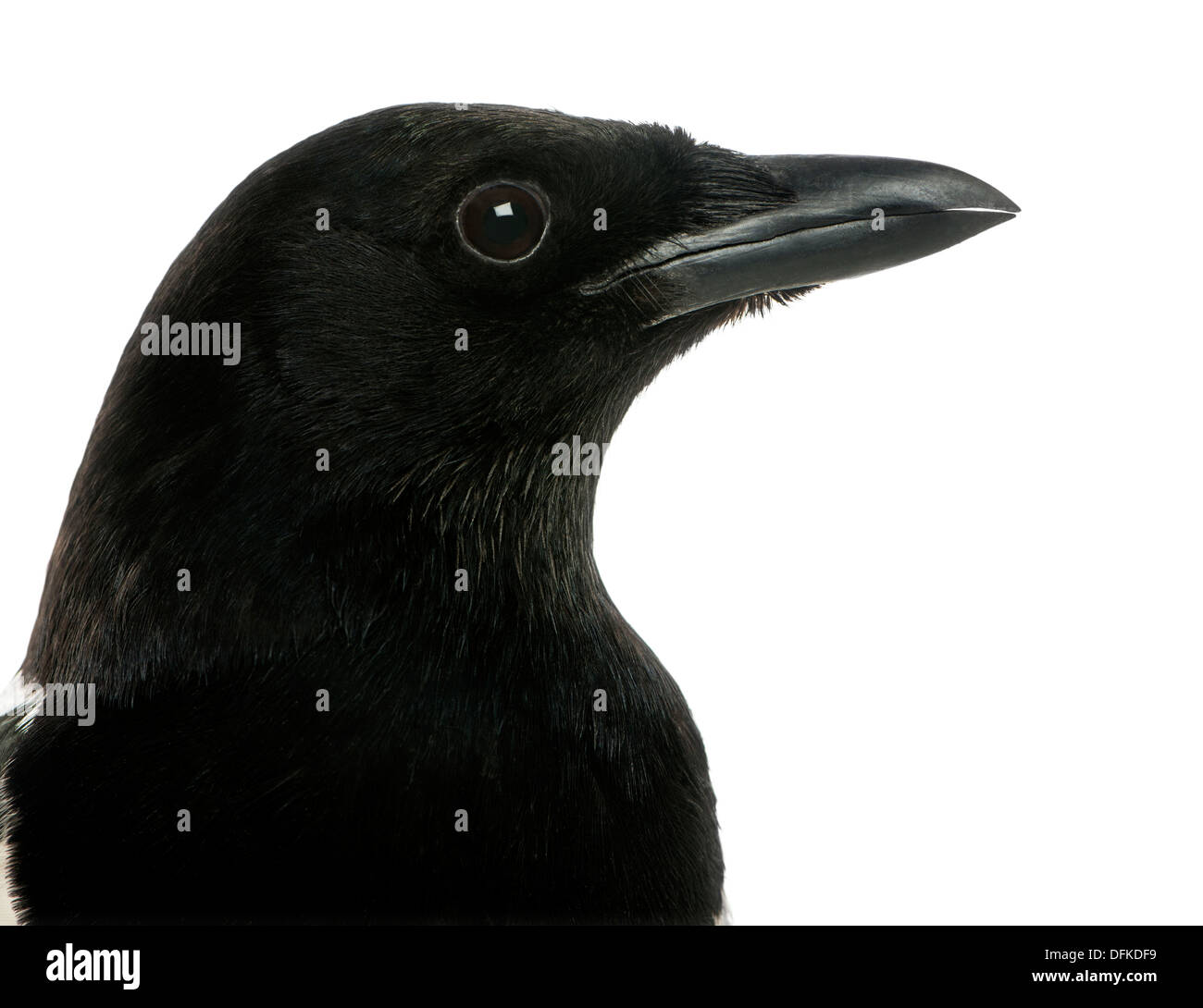 Common Magpie, Pica pica, against white background Stock Photo