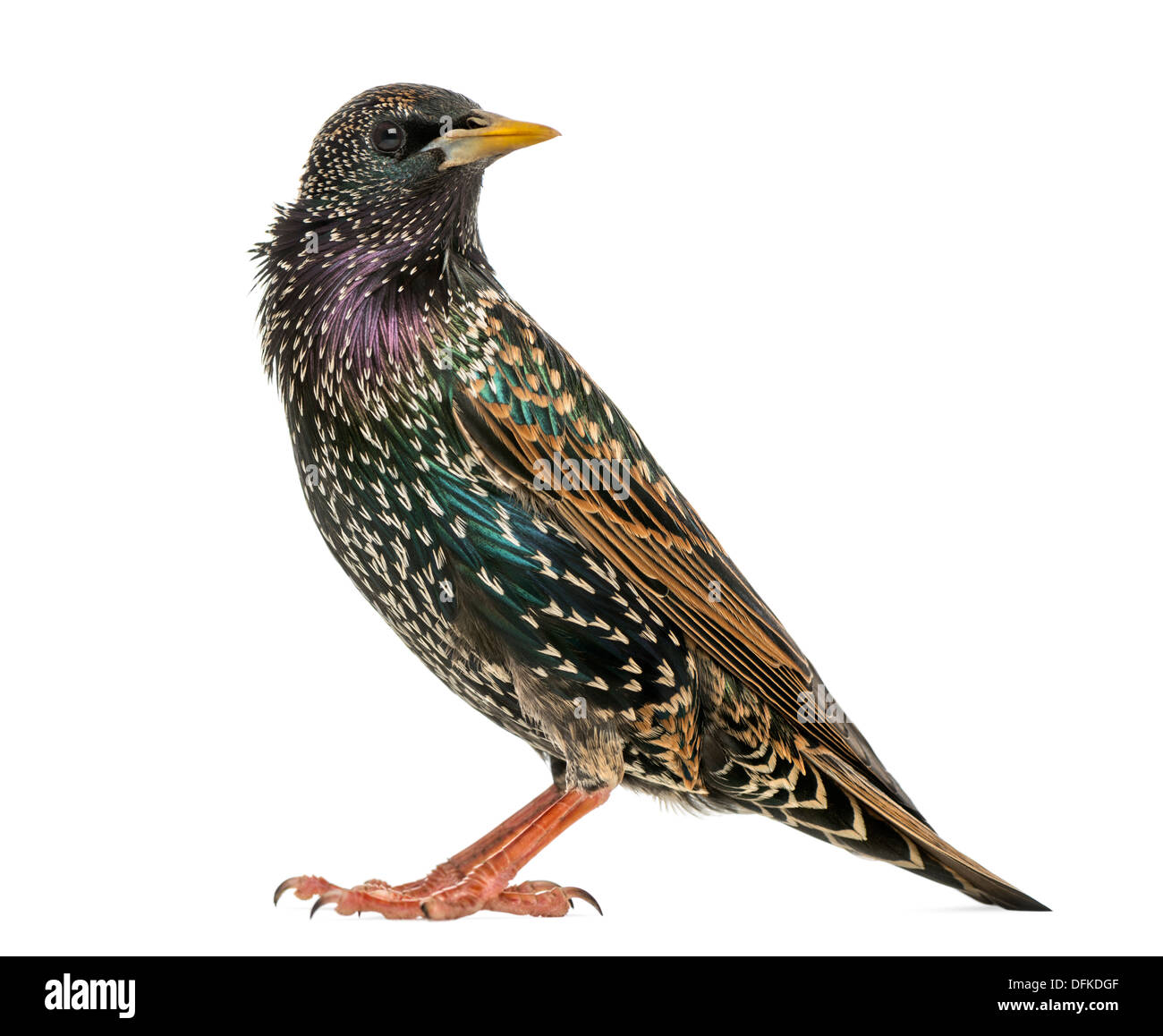 Side view of a Common Starling, Sturnus vulgaris, against white background Stock Photo