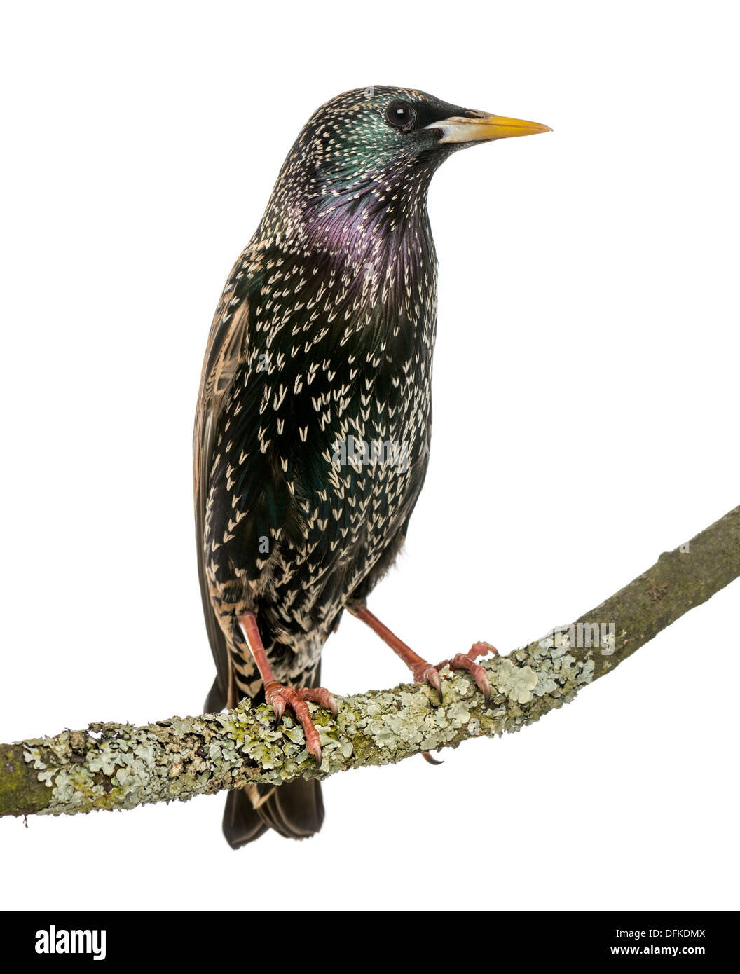 Common Starling perching on a branch, Sturnus vulgaris, against white background Stock Photo
