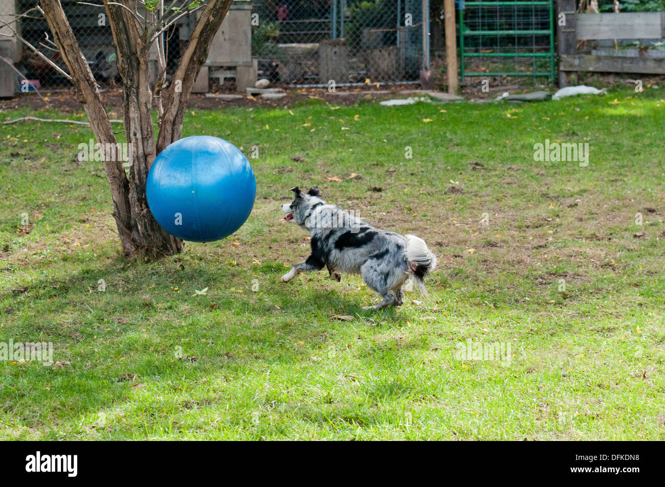 Border collie 'herding' (chasing) large exercise ball Stock Photo