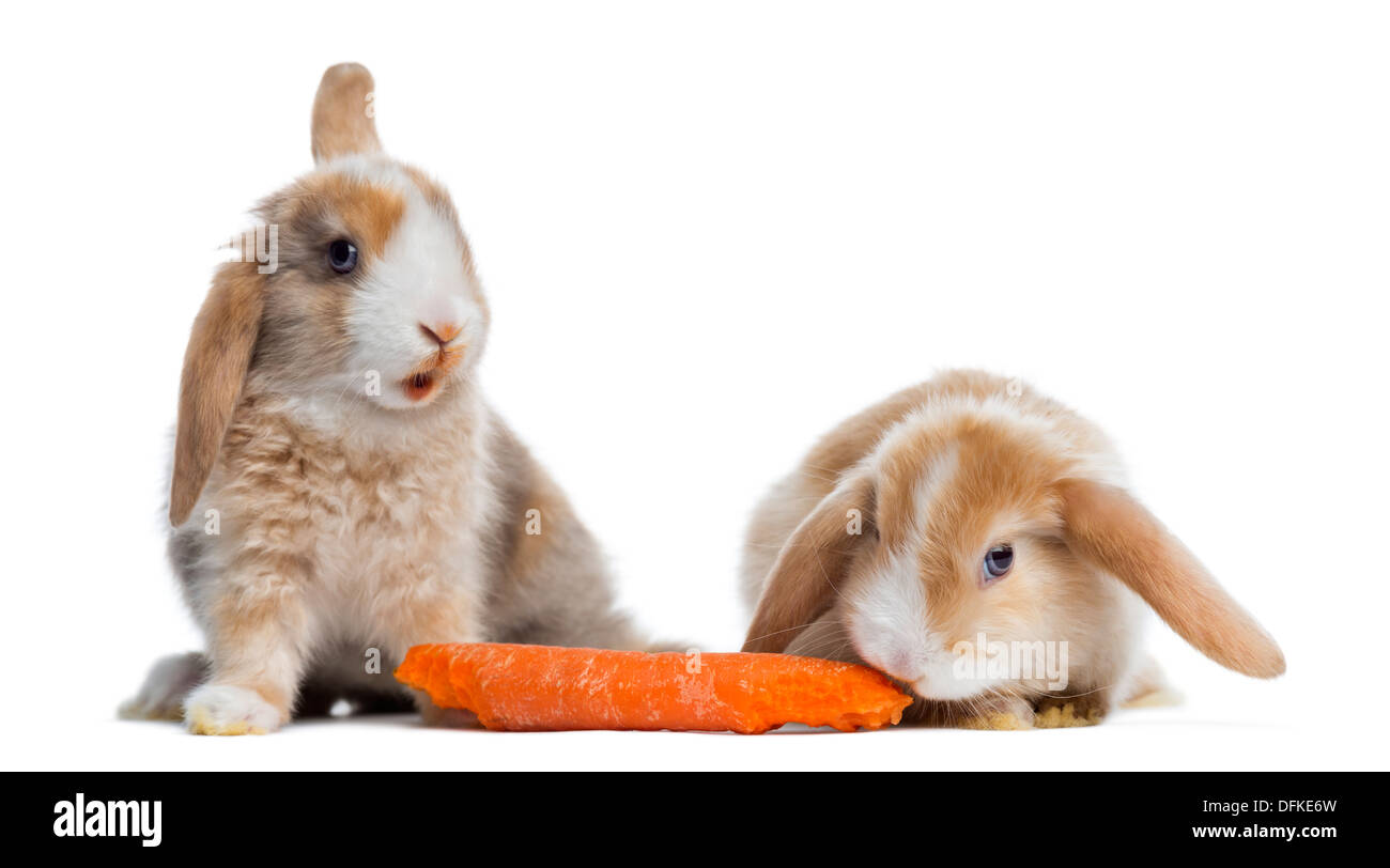 Two Satin Mini Lop rabbits eating a carrot against white background