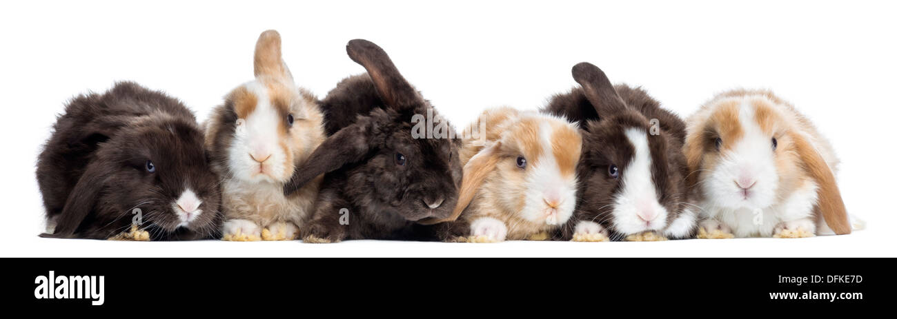 Group of Satin Mini Lop rabbits against white background Stock Photo